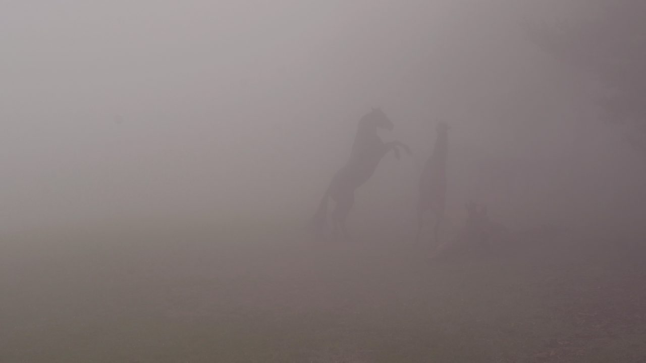 Fotograma de Niebla