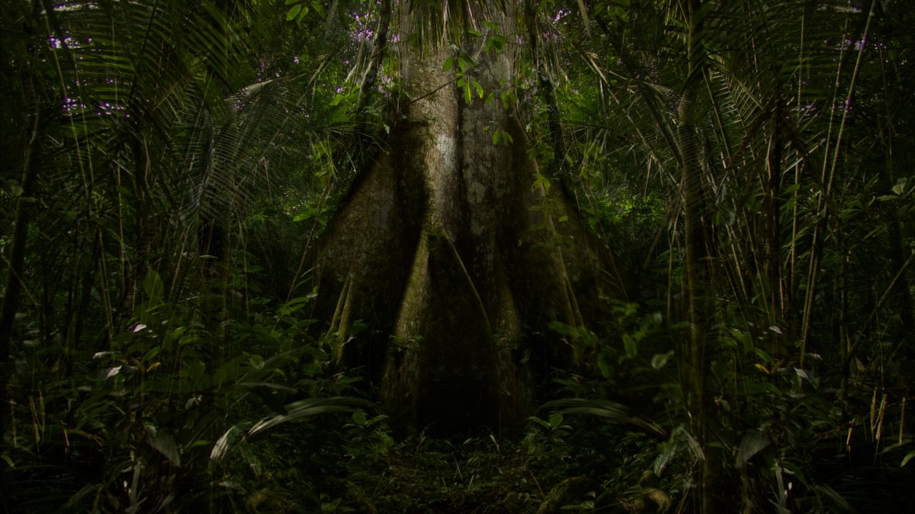 Fotograma de Foresta
